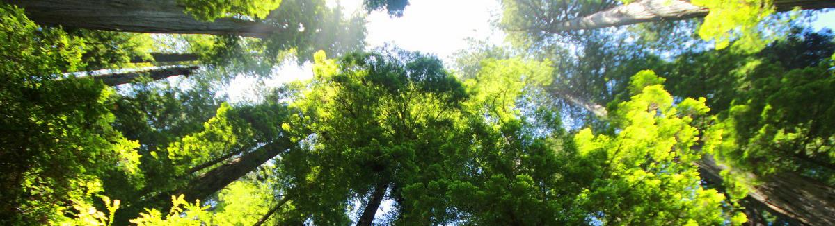 sequoia_forest_redwood_giant_redwood_mammoth_tree_redwood_tree_big_tree-985546 banner